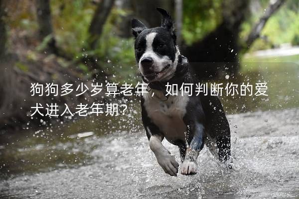 狗狗多少岁算老年，如何判断你的爱犬进入老年期？