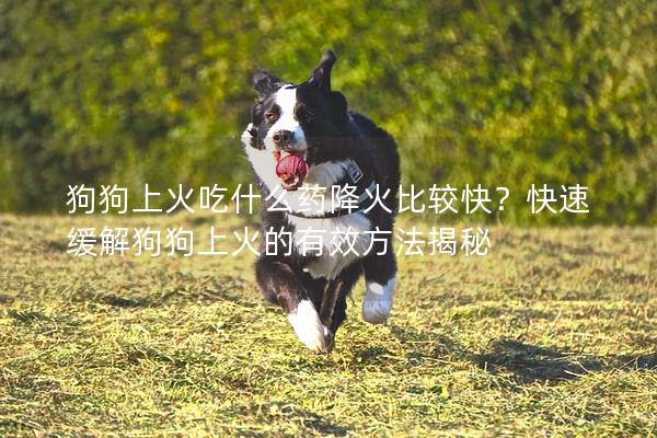 狗狗上火吃什么药降火比较快？快速缓解狗狗上火的有效方法揭秘