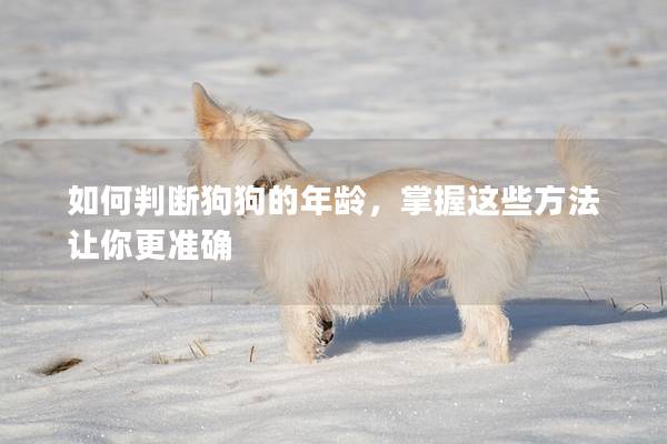 如何判断狗狗的年龄，掌握这些方法让你更准确