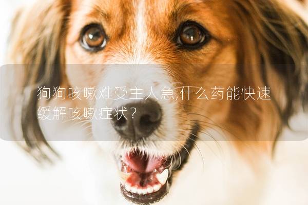 狗狗咳嗽难受主人急,什么药能快速缓解咳嗽症状？