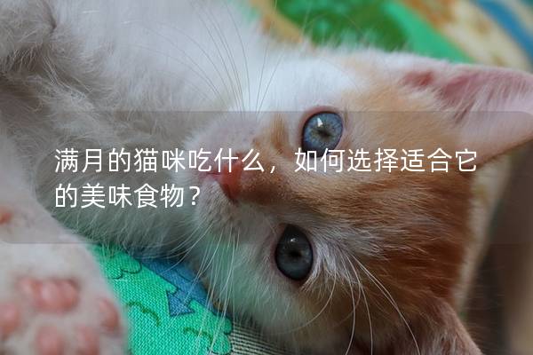 满月的猫咪吃什么，如何选择适合它的美味食物？