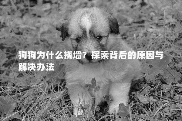 狗狗为什么挠墙？探索背后的原因与解决办法
