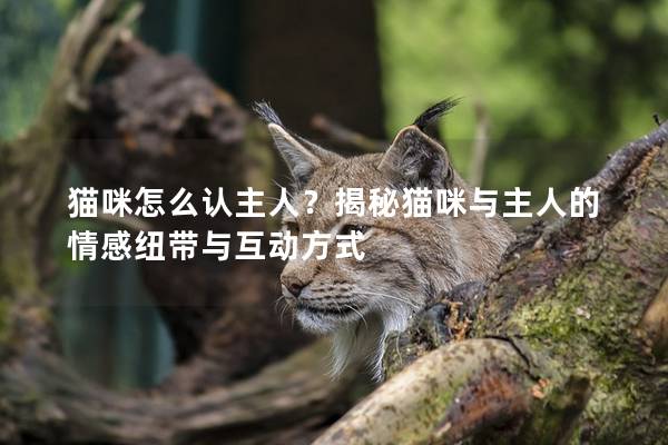 猫咪怎么认主人？揭秘猫咪与主人的情感纽带与互动方式