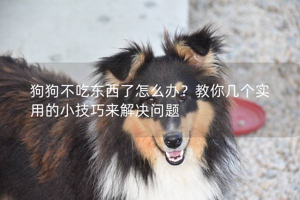 狗狗不吃东西了怎么办？教你几个实用的小技巧来解决问题