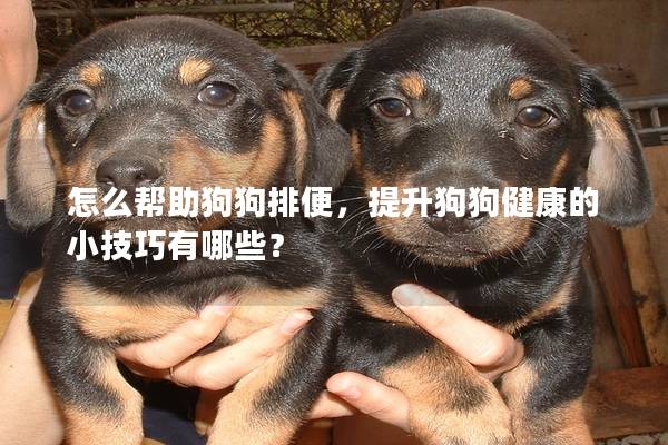 怎么帮助狗狗排便，提升狗狗健康的小技巧有哪些？