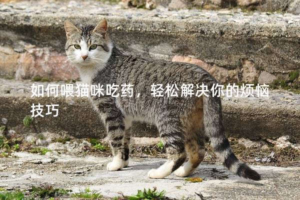 如何喂猫咪吃药，轻松解决你的烦恼技巧