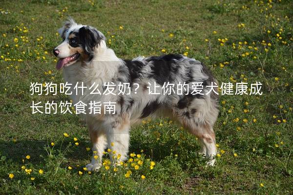 狗狗吃什么发奶？让你的爱犬健康成长的饮食指南