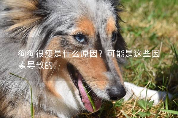 狗狗很瘦是什么原因？可能是这些因素导致的
