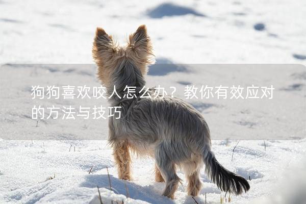 狗狗喜欢咬人怎么办？教你有效应对的方法与技巧