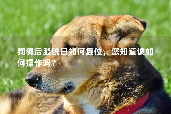 狗狗后腿脱臼如何复位，您知道该如何操作吗？