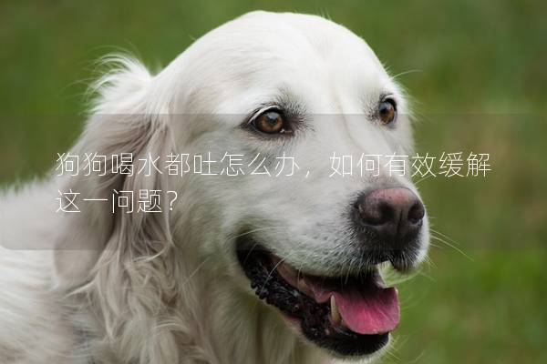狗狗喝水都吐怎么办，如何有效缓解这一问题？