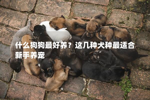 什么狗狗最好养？这几种犬种最适合新手养宠
