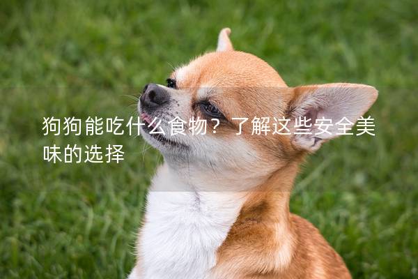 狗狗能吃什么食物？了解这些安全美味的选择