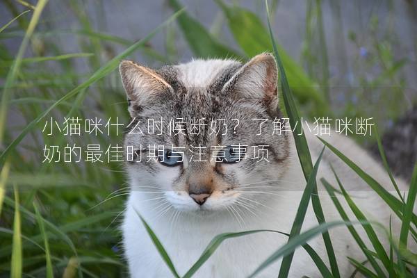 小猫咪什么时候断奶？了解小猫咪断奶的最佳时期与注意事项