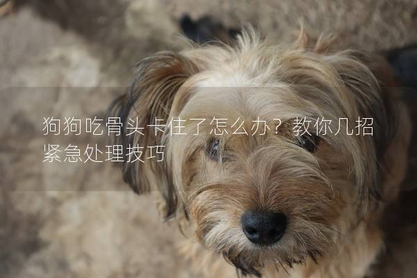 狗狗吃骨头卡住了怎么办？教你几招紧急处理技巧