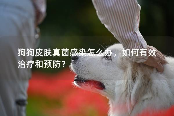 狗狗皮肤真菌感染怎么办，如何有效治疗和预防？