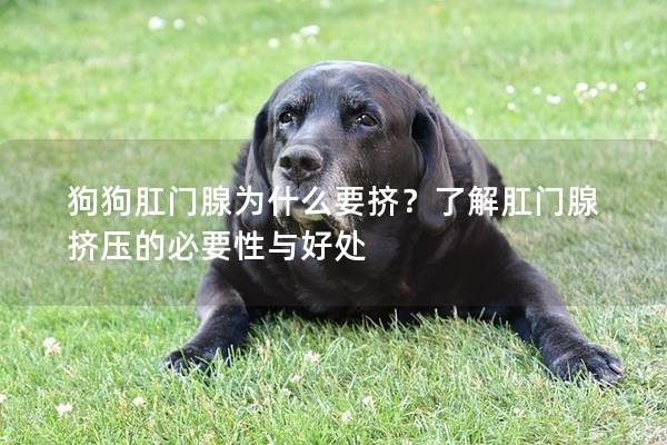 狗狗肛门腺为什么要挤？了解肛门腺挤压的必要性与好处