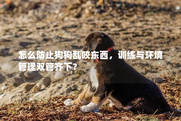 怎么防止狗狗乱咬东西，训练与环境管理双管齐下？