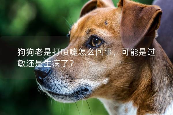 狗狗老是打喷嚏怎么回事，可能是过敏还是生病了？