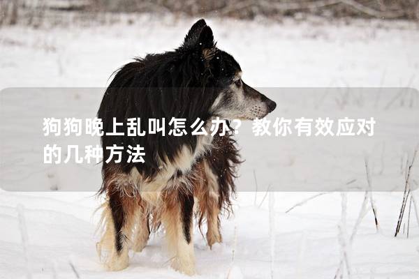 狗狗晚上乱叫怎么办？教你有效应对的几种方法