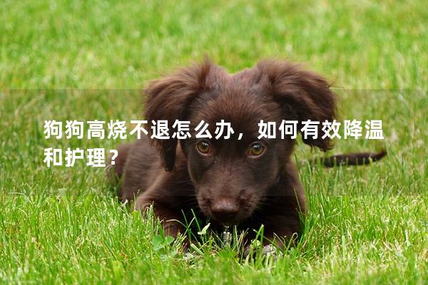 狗狗高烧不退怎么办，如何有效降温和护理？