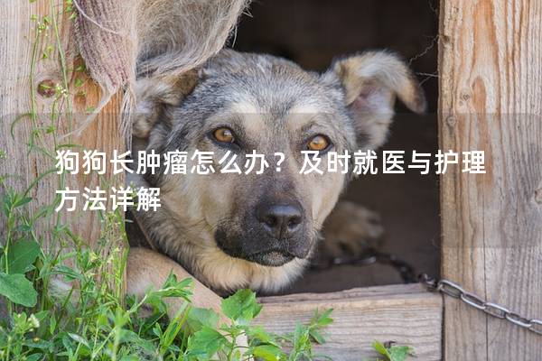 狗狗长肿瘤怎么办？及时就医与护理方法详解
