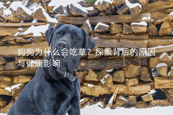 狗狗为什么会吃草？探索背后的原因与健康影响