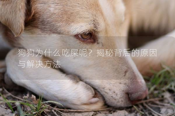 狗狗为什么吃屎呢？揭秘背后的原因与解决方法