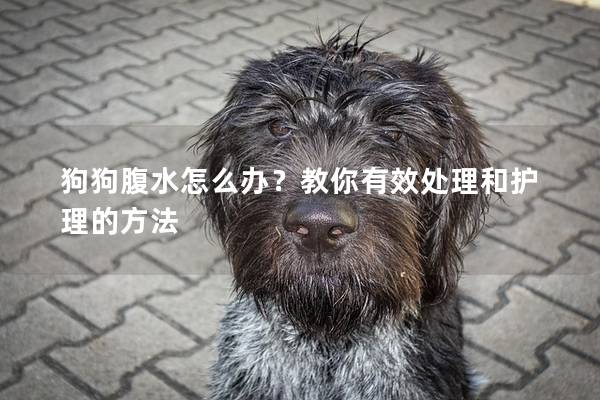 狗狗腹水怎么办？教你有效处理和护理的方法