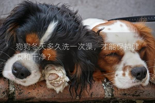 狗狗冬天多久洗一次澡，才能保持健康和干净？
