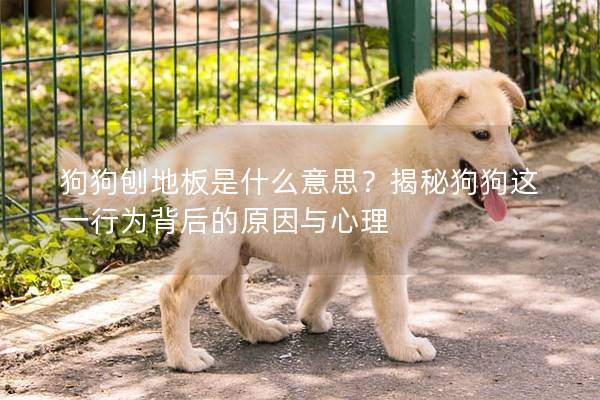 狗狗刨地板是什么意思？揭秘狗狗这一行为背后的原因与心理
