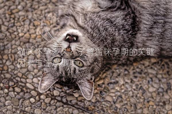 猫咪怀孕多久？了解猫咪孕期的关键因素与注意事项