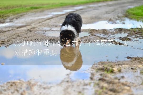 泰迪狗狗吐了怎么办？了解原因与应对措施很重要