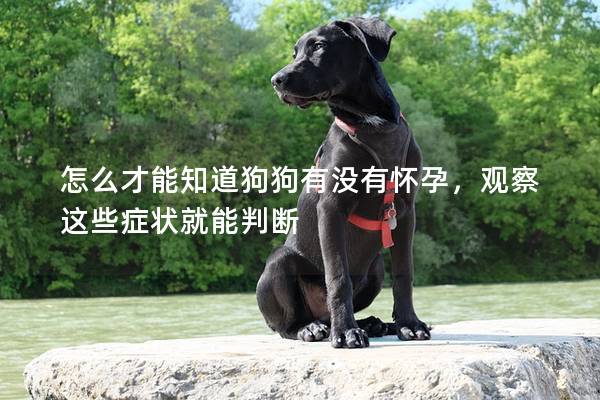 怎么才能知道狗狗有没有怀孕，观察这些症状就能判断