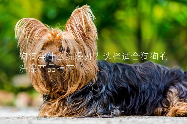 狗狗用什么洗澡好？选择适合狗狗的洗澡产品指南