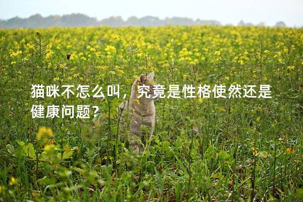 猫咪不怎么叫，究竟是性格使然还是健康问题？