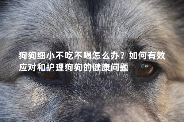 狗狗细小不吃不喝怎么办？如何有效应对和护理狗狗的健康问题