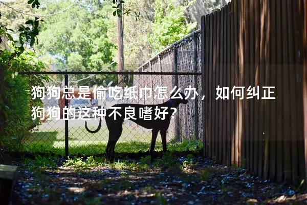 狗狗总是偷吃纸巾怎么办，如何纠正狗狗的这种不良嗜好？