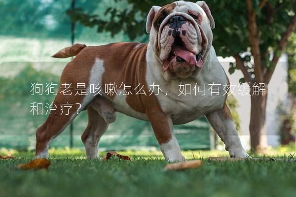 狗狗老是咳嗽怎么办，如何有效缓解和治疗？