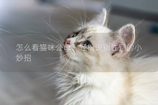 怎么看猫咪公母，轻松识别性别的小妙招