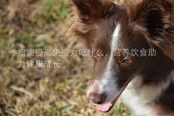 狗狗提高免疫力吃什么，营养饮食助力健康成长