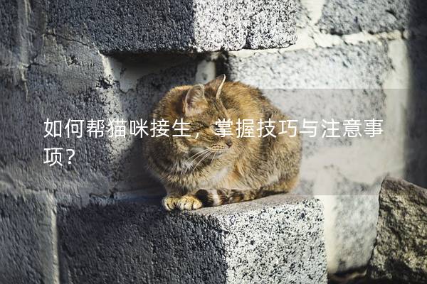 如何帮猫咪接生，掌握技巧与注意事项？