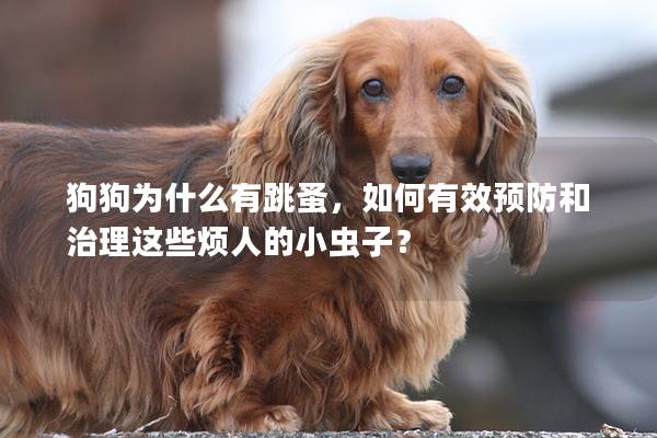 狗狗为什么有跳蚤，如何有效预防和治理这些烦人的小虫子？