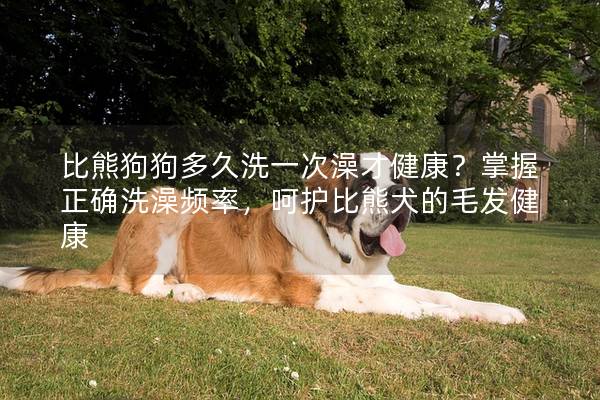 比熊狗狗多久洗一次澡才健康？掌握正确洗澡频率，呵护比熊犬的毛发健康