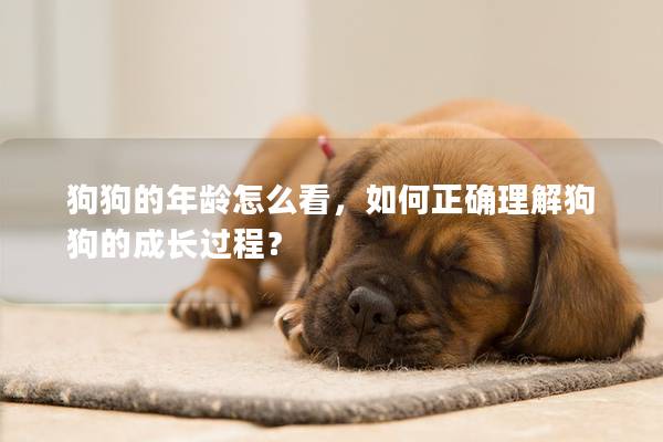狗狗的年龄怎么看，如何正确理解狗狗的成长过程？