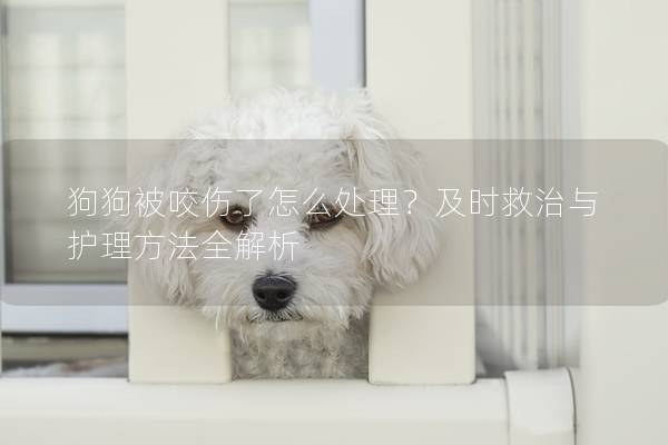 狗狗被咬伤了怎么处理？及时救治与护理方法全解析