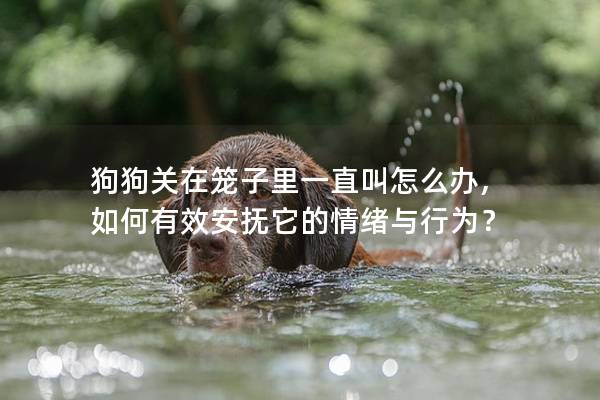 狗狗关在笼子里一直叫怎么办, 如何有效安抚它的情绪与行为？