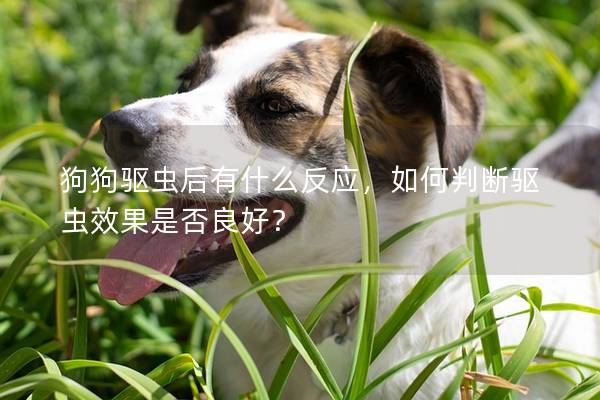 狗狗驱虫后有什么反应，如何判断驱虫效果是否良好？