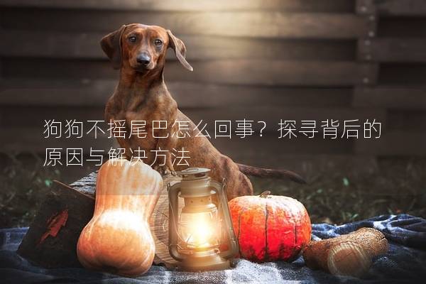 狗狗不摇尾巴怎么回事？探寻背后的原因与解决方法