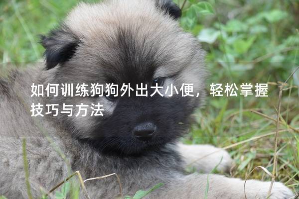 如何训练狗狗外出大小便，轻松掌握技巧与方法
